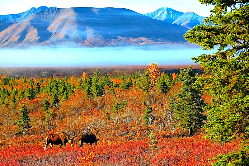 Moose in Denali,Denali National Park,Alaska